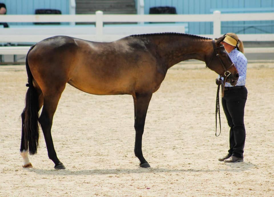 North American Studbook North American Warmblood