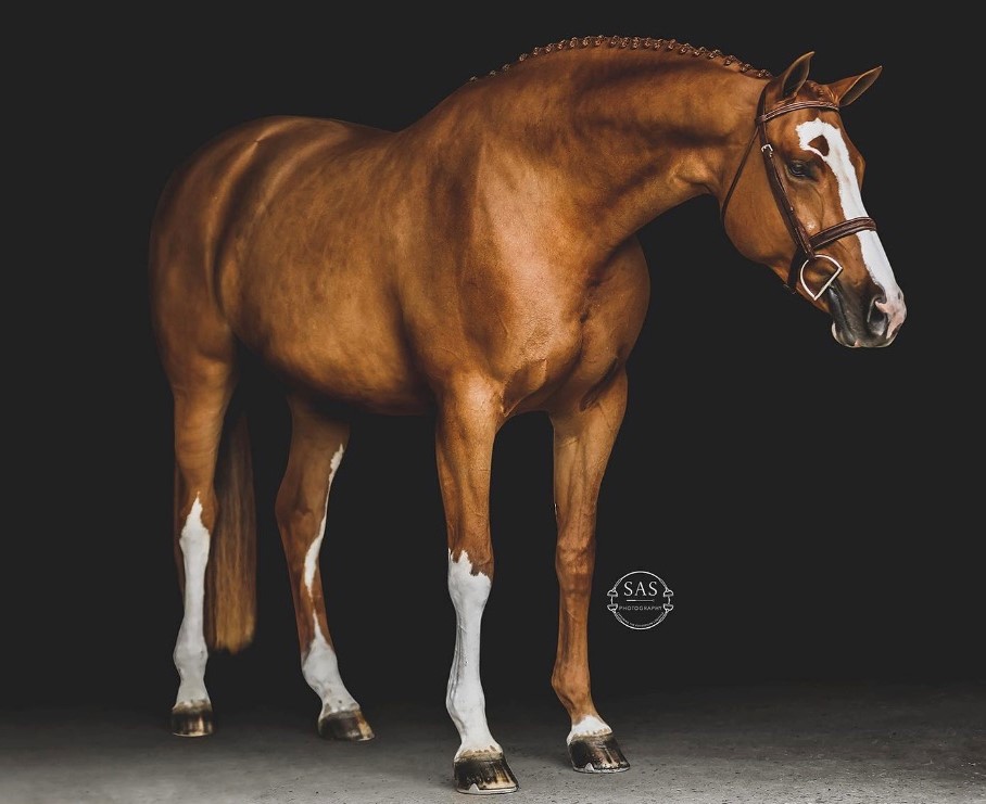 North American Studbook North American Warmblood